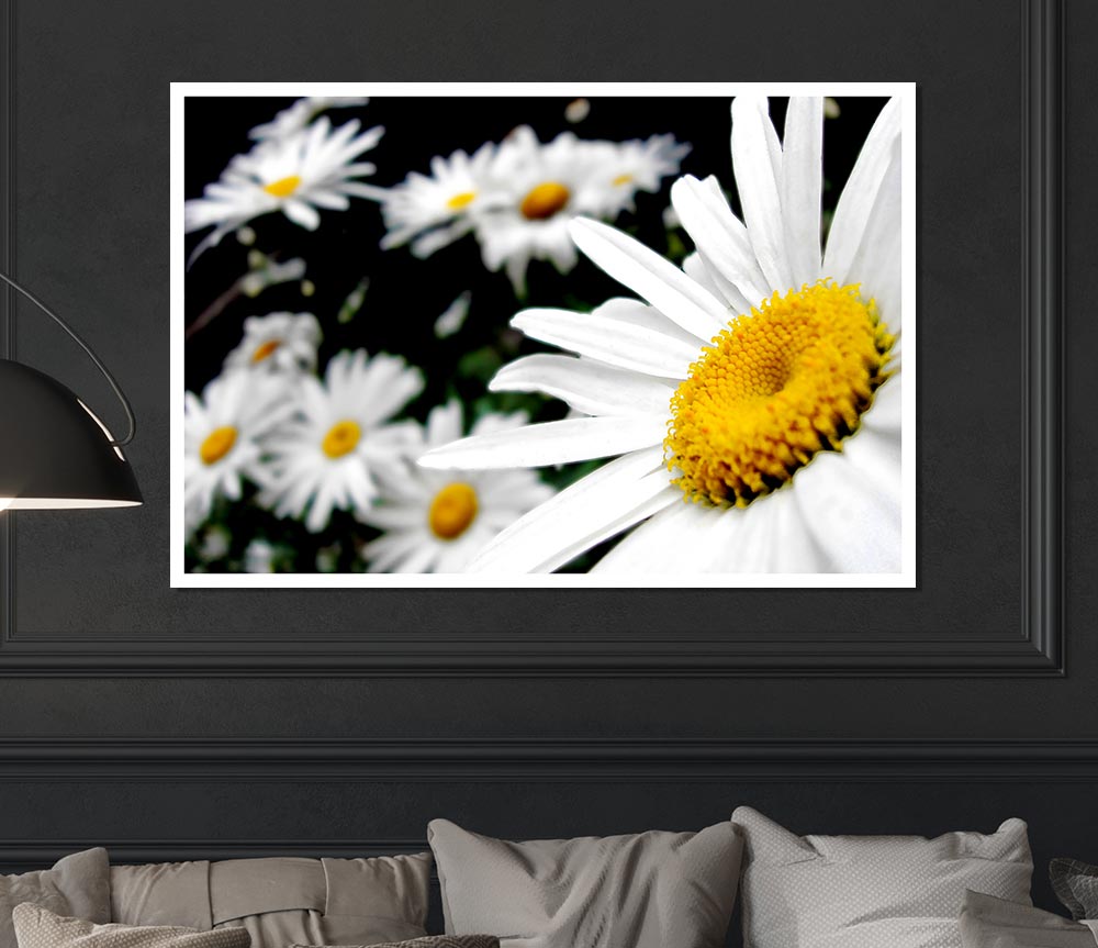 White Daisy Galore Print Poster Wall Art