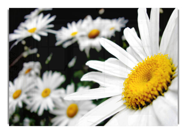 White Daisy Galore