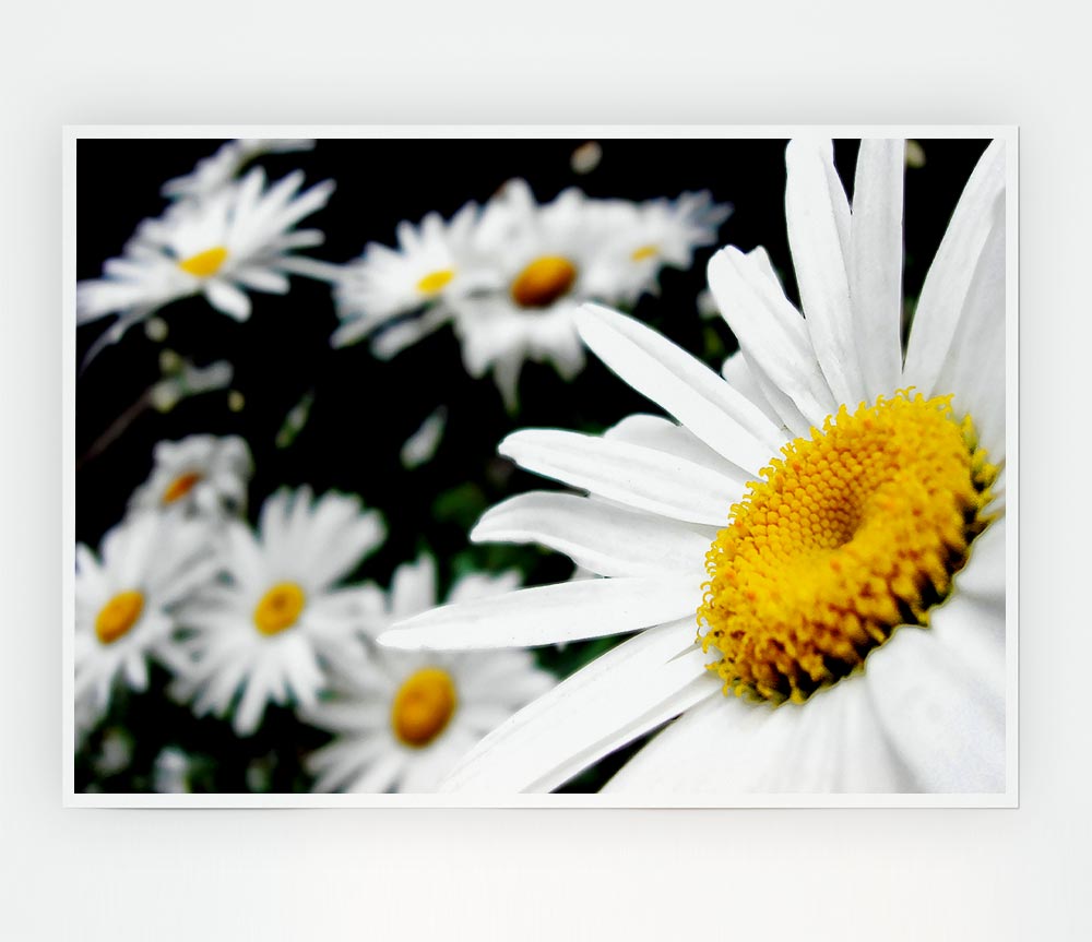 White Daisy Galore Print Poster Wall Art