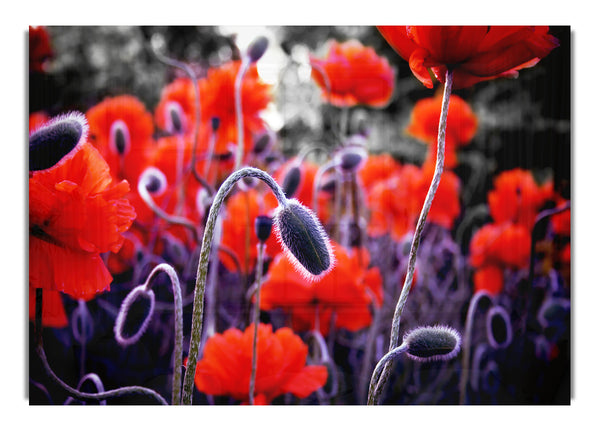 Field Of Red Poppys