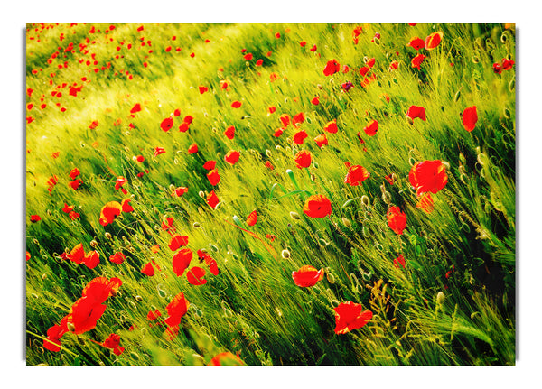 Wild Poppy Field