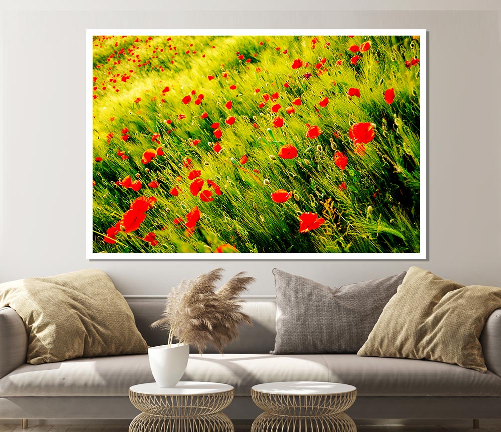 Wild Poppy Field Print Poster Wall Art