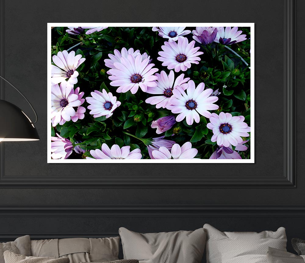 White Pink Baby Daisies Print Poster Wall Art