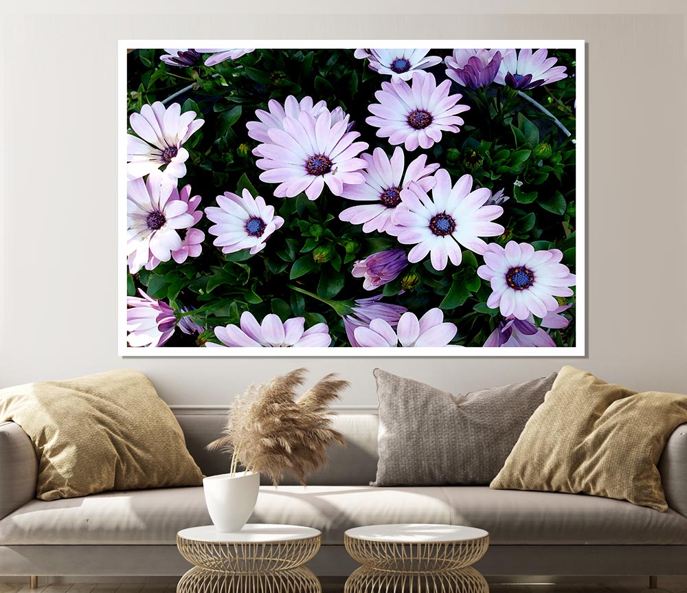 White Pink Baby Daisies Print Poster Wall Art