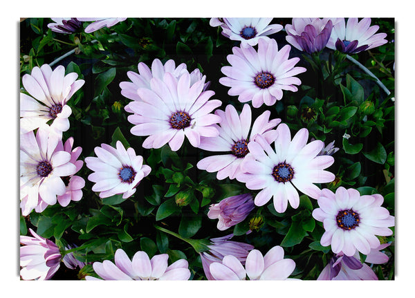 White Pink Baby Daisies