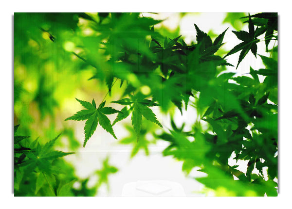 Green Leaves Bathed In Sunlight