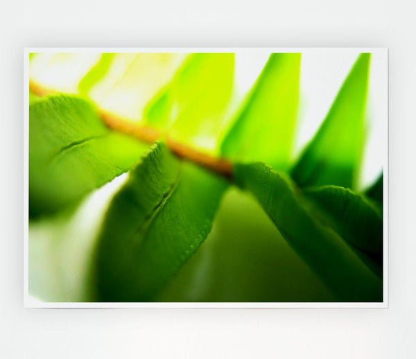 Green Leaves Close Up Print Poster Wall Art