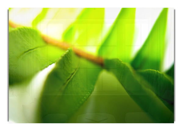 Green Leaves Close Up