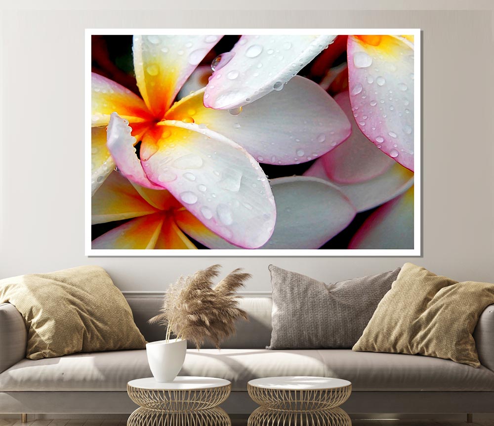 White Petal Dewdrop Print Poster Wall Art