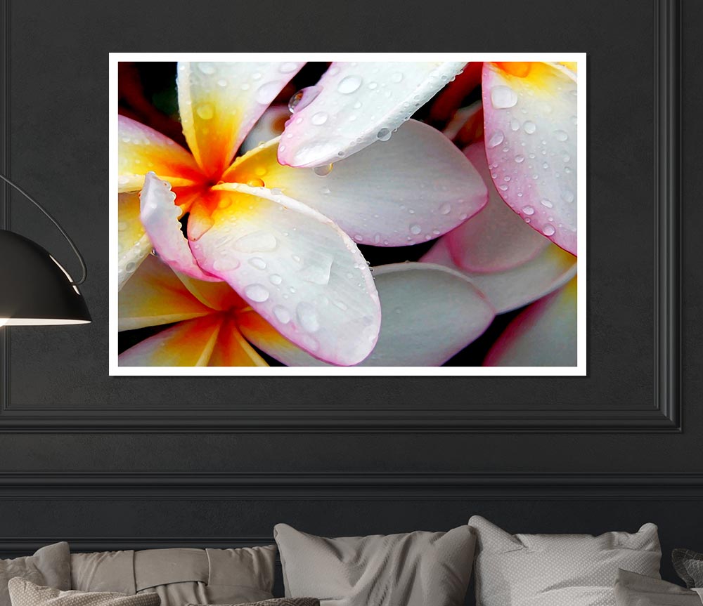 White Petal Dewdrop Print Poster Wall Art