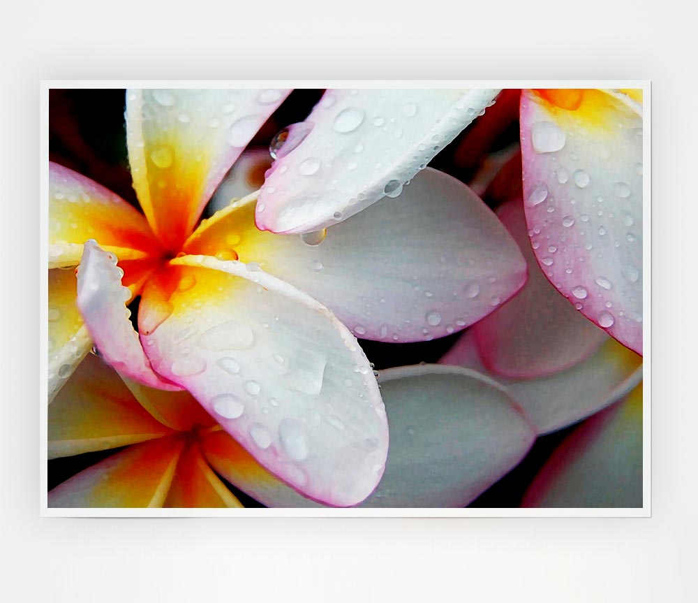 White Petal Dewdrop Print Poster Wall Art