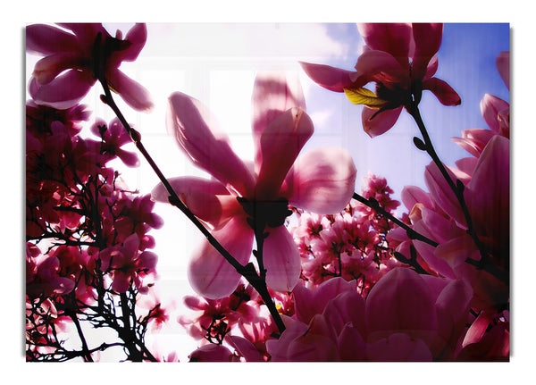 Pink Cherry Blossom In Sunlight