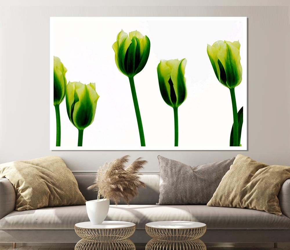 White Green Tulip Parade Print Poster Wall Art