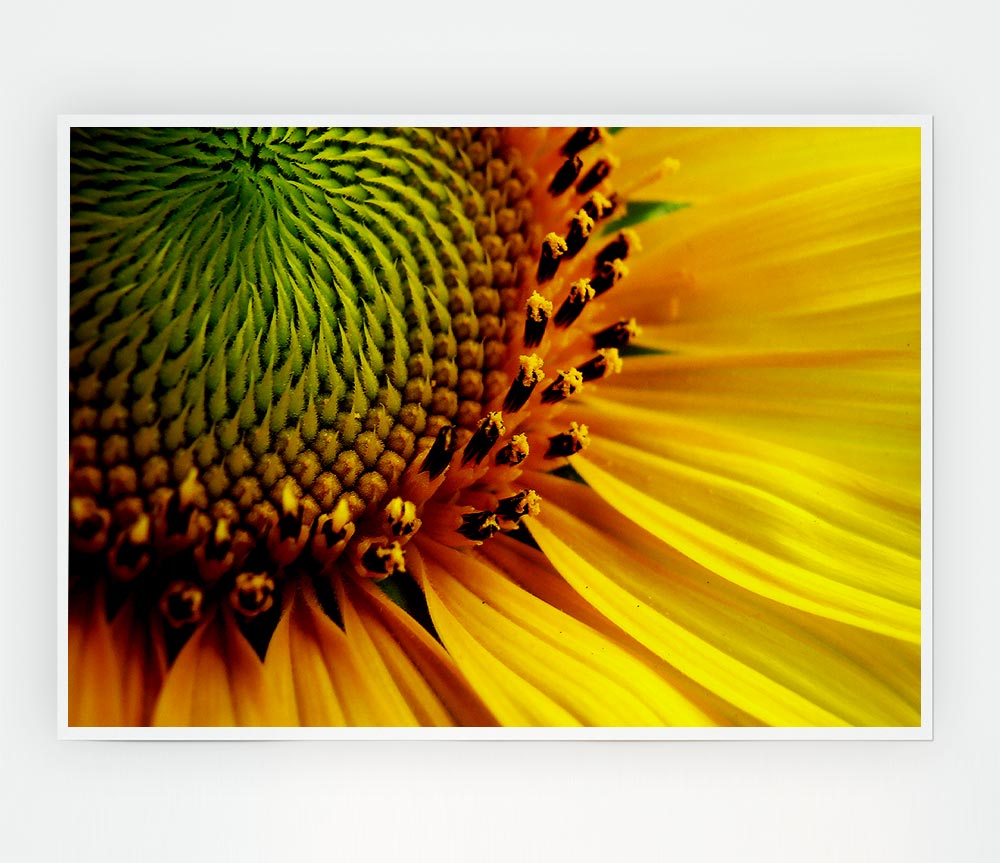 Yellow Sunflower Centre Print Poster Wall Art