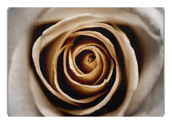 Stunning Sepia Rose Close Up