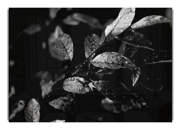 Winter Leaves B~w