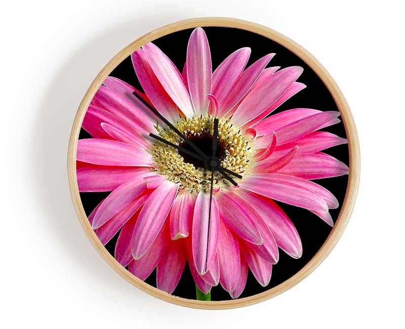 Pink Daisy On Black Clock - Wallart-Direct UK