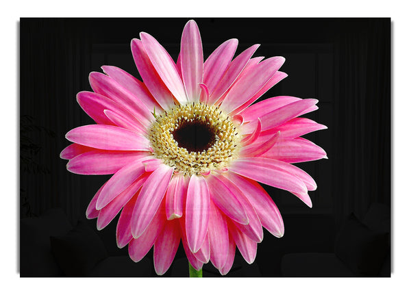 Pink Daisy On Black