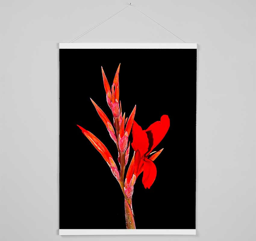 Red Night Flower Hanging Poster - Wallart-Direct UK