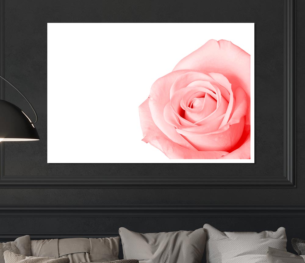 Baby Pink Rose Print Poster Wall Art