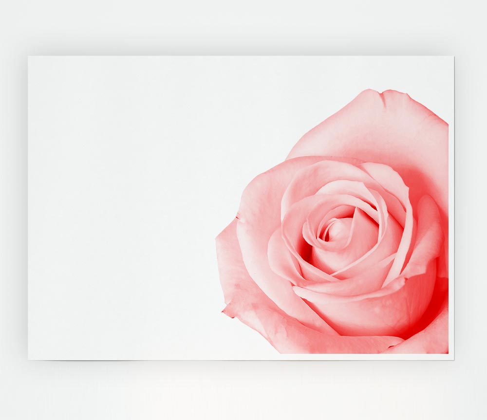 Baby Pink Rose Print Poster Wall Art