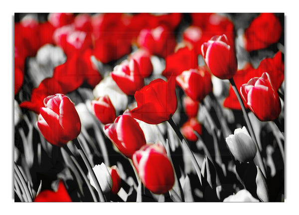 Red Tulips On B~w