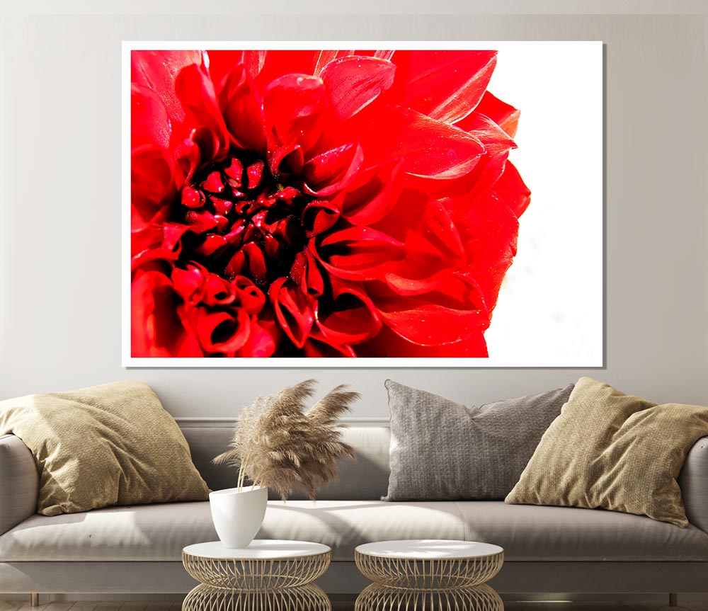 Carnation In Bloom Print Poster Wall Art