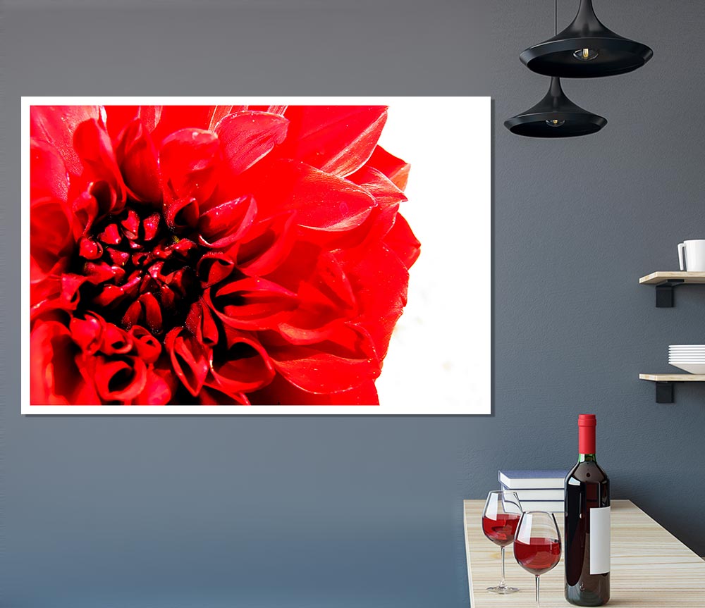 Carnation In Bloom Print Poster Wall Art