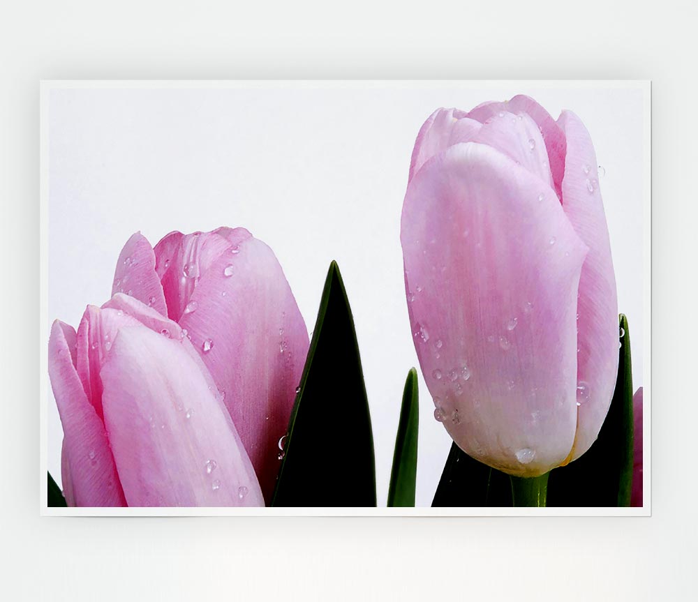 Baby Pink Tulips Print Poster Wall Art