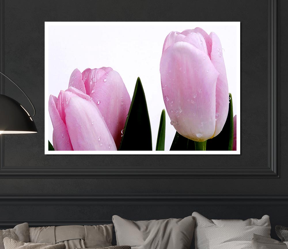 Baby Pink Tulips Print Poster Wall Art