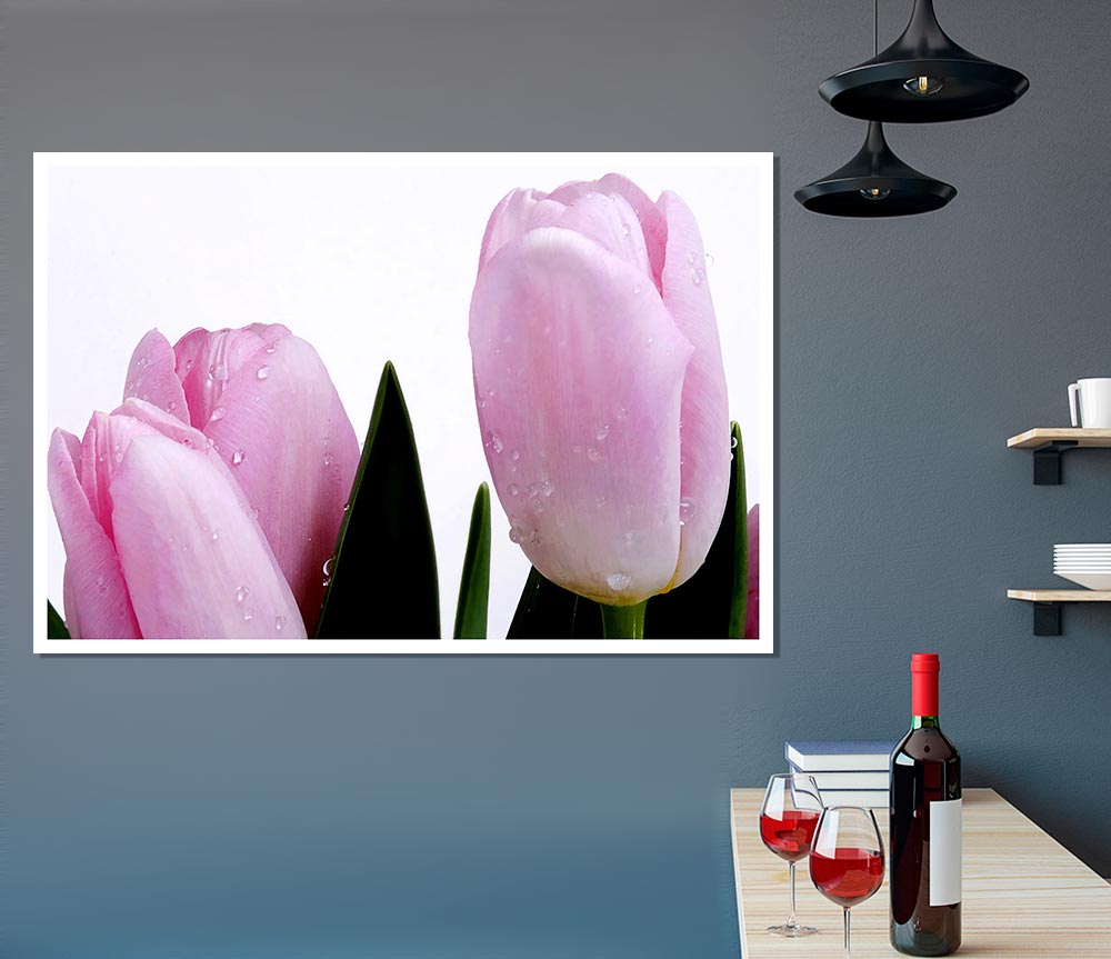 Baby Pink Tulips Print Poster Wall Art