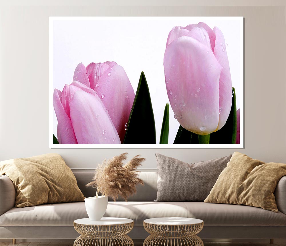 Baby Pink Tulips Print Poster Wall Art