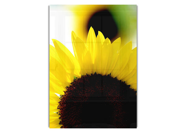 Vibrant Yellow Sunflower