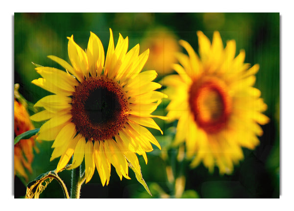 Sunflower Duo