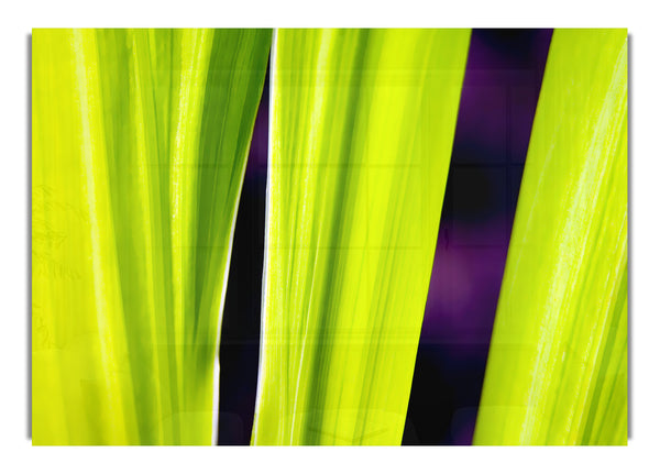 Green Leaves On Purple