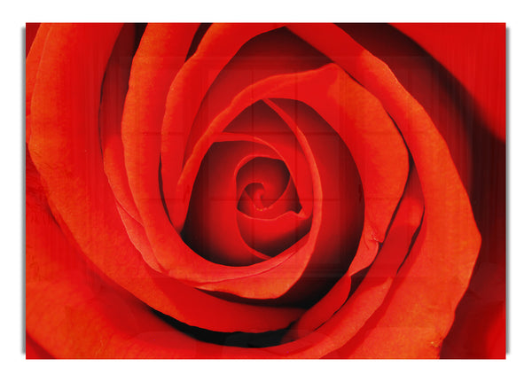 Close Up Of A Rose