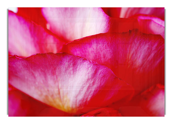 The Waves Of A Pink Flower