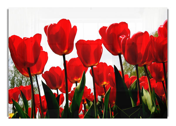 Rote Tulpen in Hülle und Fülle