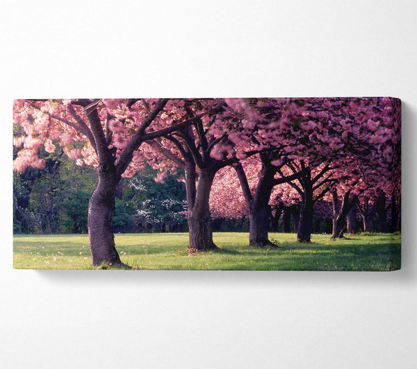 Cherry Blossom Lineup