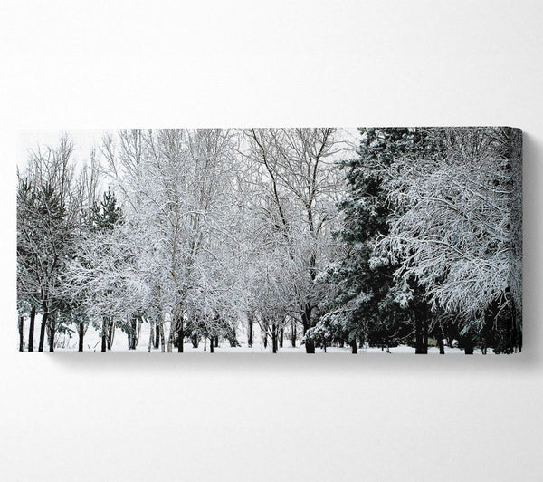 Winter In The Snow Forest