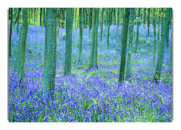 Glockenblumen im Wald