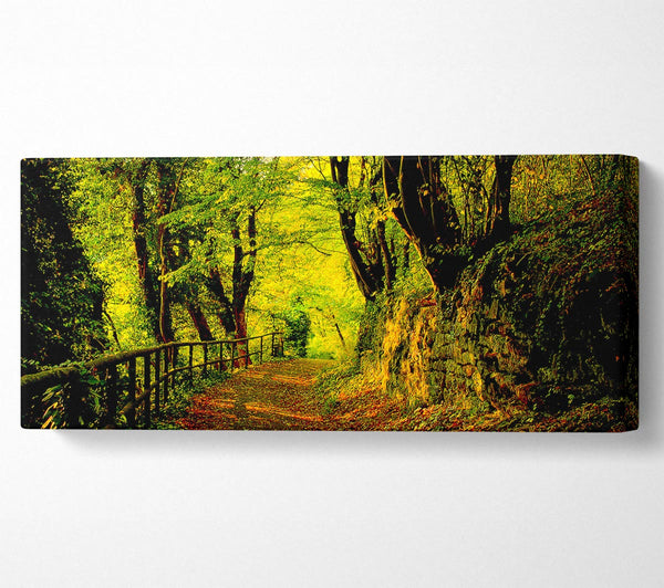 Forest Walking Path