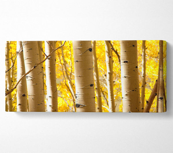 Birch Trees