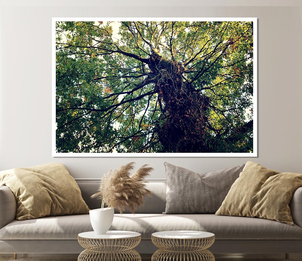 Ancient Forest Tree Print Poster Wall Art