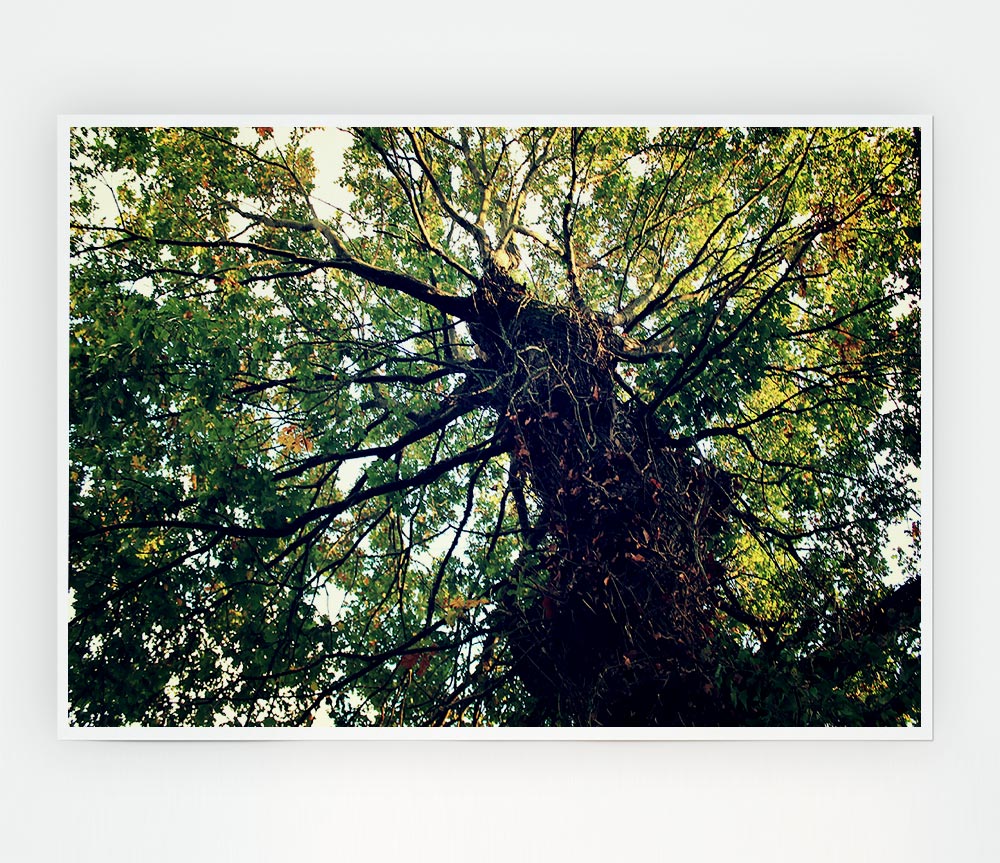 Ancient Forest Tree Print Poster Wall Art