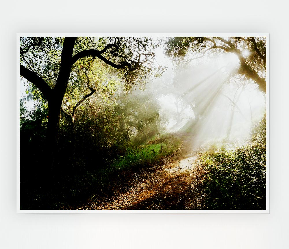 Forest Sunlight Walk Print Poster Wall Art