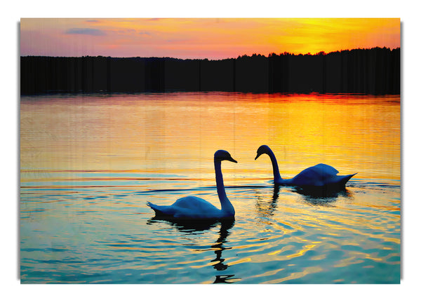 Lake Swans