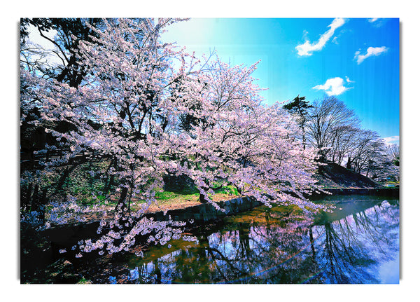 Cherry Blossom Trees