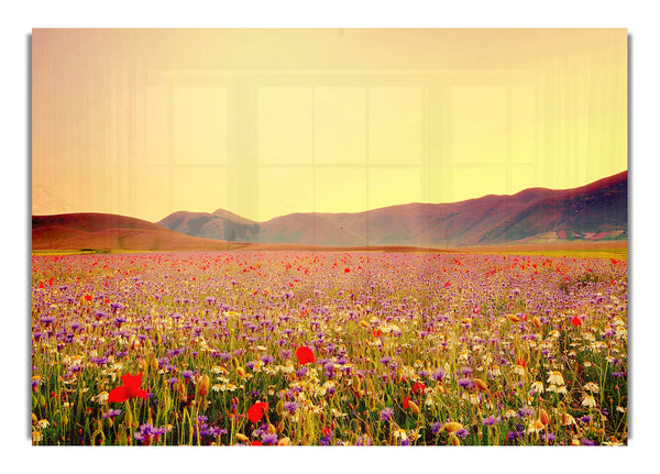 Sunny Field Of Beautiful Wild Flowers