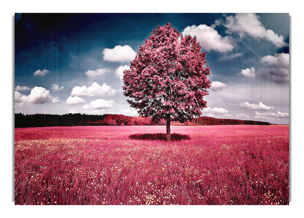 Pink Field